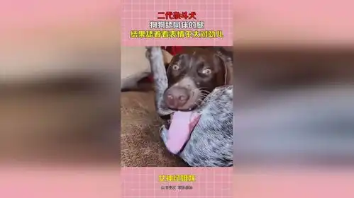 二代杂斗犬,狗狗舔同伴的腿,结果舔着看表情不太对劲儿
