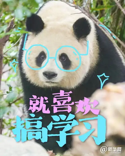 这些大熊猫是在演我开学吗
