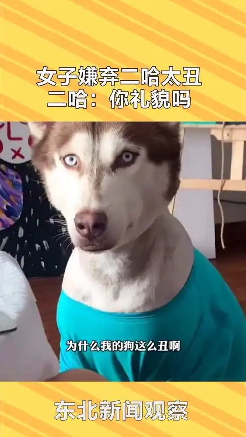 女子拍视频吐槽自己家的哈士奇太丑,哈士奇表情亮了你礼貌吗
