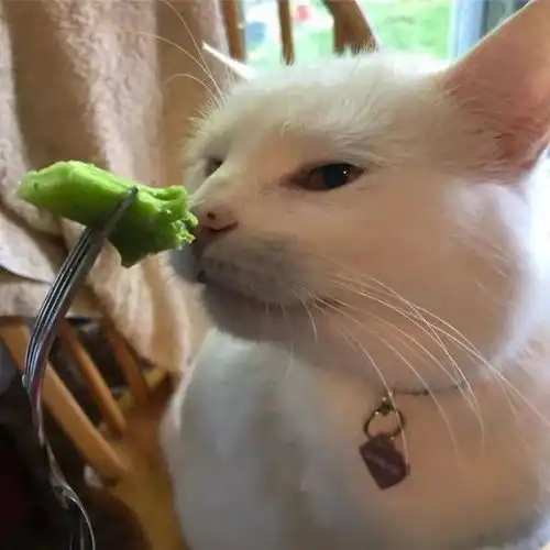 猫咪看到青菜,露出超嫌弃表情这搞笑表情快被网友玩坏了
