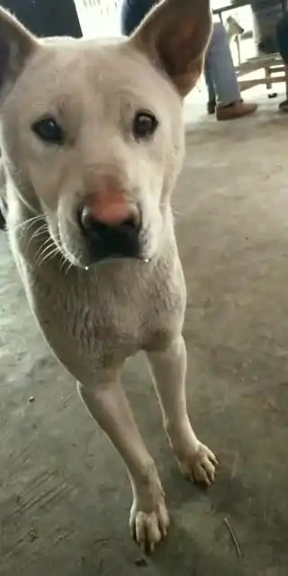 狗狗我在吃牛肉,你不要流口水嘛
