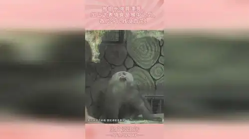 猴姐长得真漂亮,加上这表情真是猴中之凤,各位今儿钱没白花
