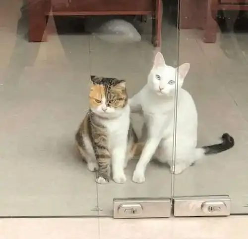 刚煎好的香肠不翼而飞,猫我凭自己本事偷到的,你凭什么拿走

