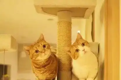 猫咪歪头杀为了卖萌这几种常见的原因带你深度了解喵星人
