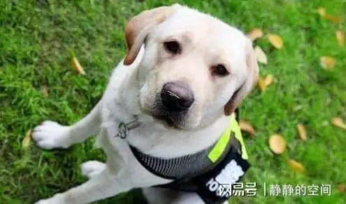 养狗劝你不要选择拉布拉多犬,这7大缺点,让人崩溃
