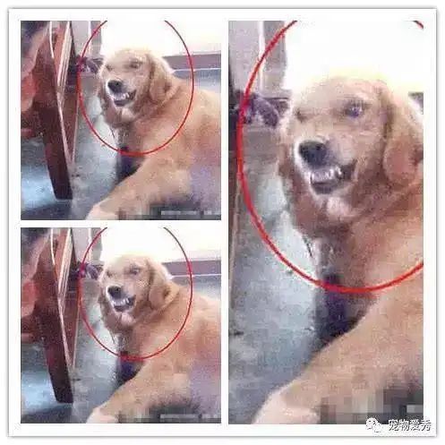狗子龇牙咧嘴吓客人,主人抬手就是一巴掌,狗狗的表情太搞笑了
