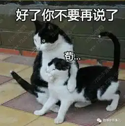 认怂表情包可爱猫沙雕