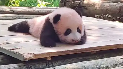 大熊猫那些明显的表情,到底在传递情绪,还是人类过度解读
