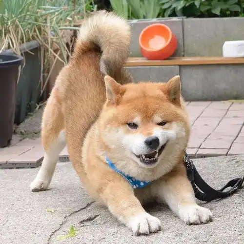 霸道总裁网红柴犬10岁了,以歪嘴笑走红网络,堪称移动表情包
