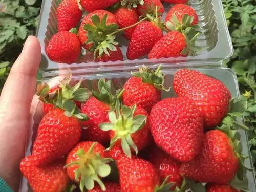 买草莓时,看到这4种千万不要买,老板我从来不让家人吃