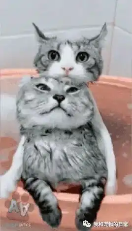你冷吗抱抱就不冷了小猫咪相互拥抱,太治愈了
