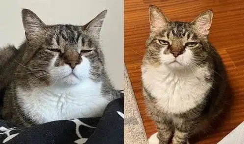 奴才全家出门玩留它顾家,猫咪厌世表情眼神超有戏

