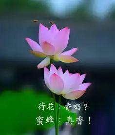 荷花表情包人家害羞了辣侵权
