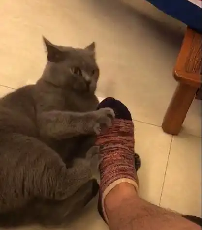 蓝猫准备抱着主人脚玩,下一秒表情突变这味儿受不了