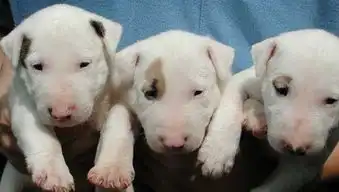 转贴传说中的猪狗不如很可爱