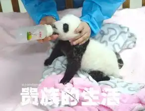 我们熊猫吃得多怎么了你们知道我们有多努力吗
