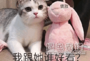 我跟她谁好看表情我要窝在他怀里表情素材包高清版软件下载
