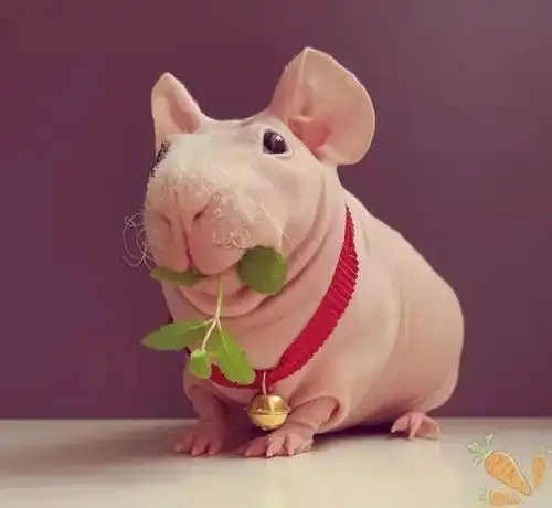 爸妈不让养猫猫狗狗,那养只猪好了
