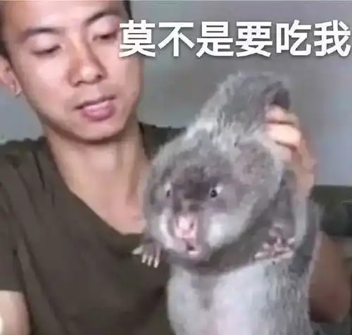 英国人看华农兄弟烤竹鼠的反应
