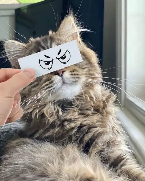 只需要一张小纸条就能让猫咪秒变表情包,搞笑的气质简直浑然天成
