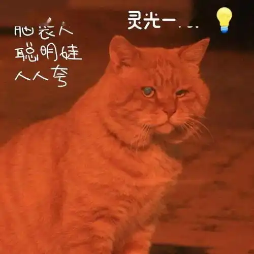 宿霸橘座保研财大公寓,是我喵生的坚持文末表情包暴击
