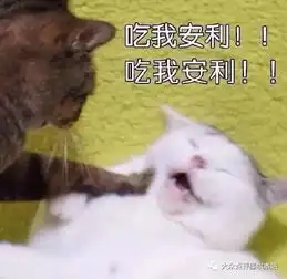猫本最值钱的一间屋子,装满了全球限定的抢手货99的姑娘走进去就出不来