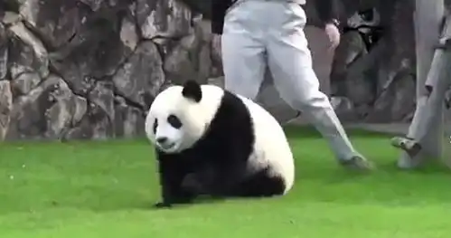 熊猫非要跳坑,拉都拉不住,玩腻后撒娇来拉我上去嘛
