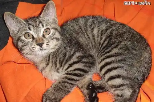 性格独立的狸花猫,一旦它认定主人,宁死都不愿意更换
