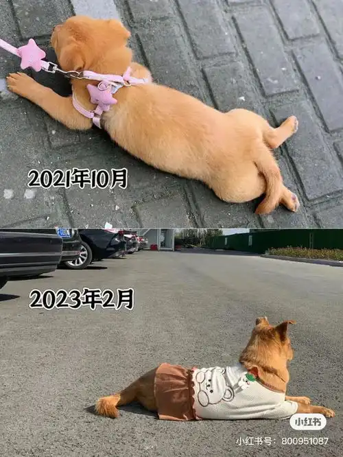 表情包里的网红小土狗长大了,没想到现在的样子可爱加倍
