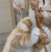 当你放错了猫粮,猫咪会怎么样
