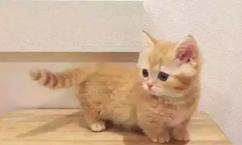 站都站不稳的小橘猫,跑来撩大狗我可爱吗下一秒憋住别笑

