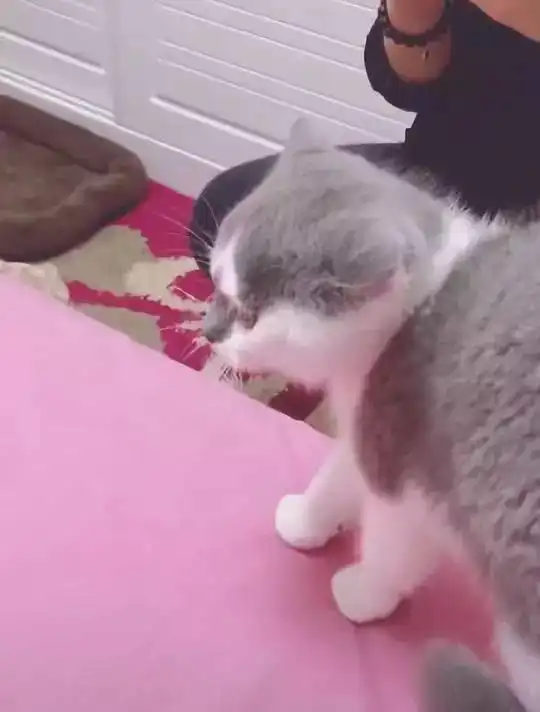 蓝猫与小奶猫对峙,由于用力过猛出了糗,小表情让人笑喷
