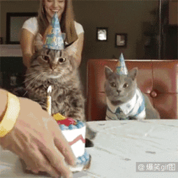 一只猫讨厌你是什么样的表情
