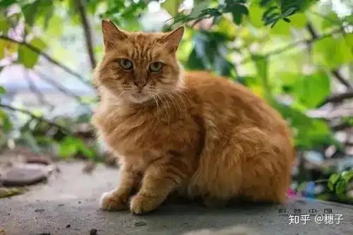 到底多橘的猫才能叫橘猫
