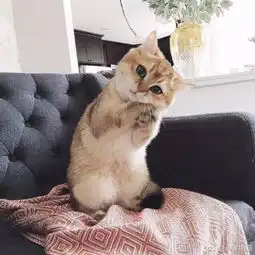 有心人
