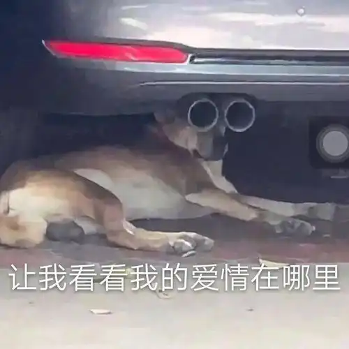 合集汪星人表情包
