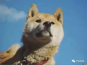 它的表情已成过去这只著名的表情包柴犬去世了
