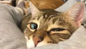 橘猫一看到吃的眼泪汪汪
