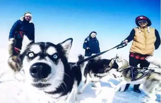 别人家的是哈士奇,你家的却是表情包二哈
