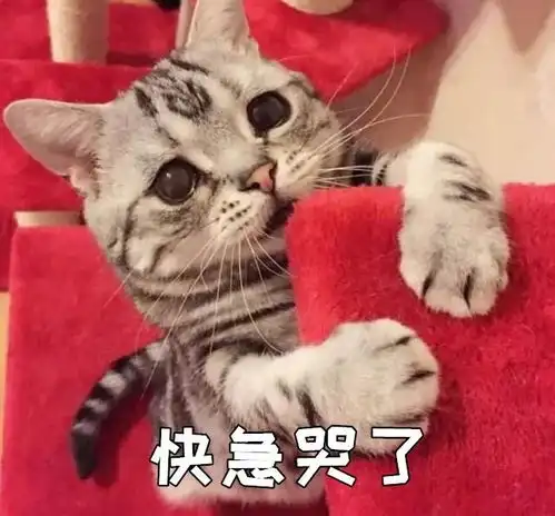 猫咪又吐了,这可怎么办以下几点要注意