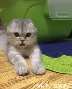 贪吃猫咪偷吃泡椒凤爪,被辣的猫生无望,心疼猫咪三分钟
