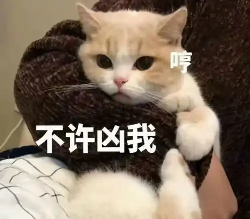猫咪盯着你看,是因为你漂亮猫你想多了
