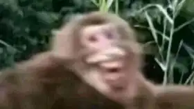 这狗子应该背着铲屎的不少去蹦迪吧
