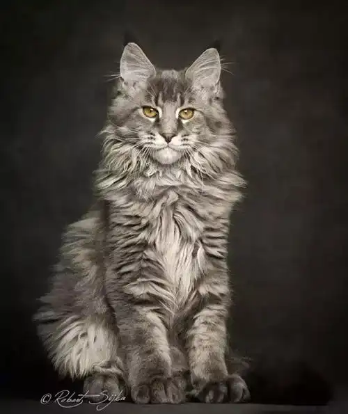 每日一猫缅因猫

