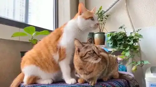 狸花猫和橘猫
