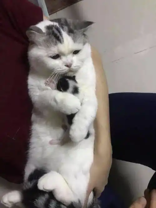 猫咪母爱泛滥霸占别人的小奶猫不松手,被强行抱走娃后表情亮了
