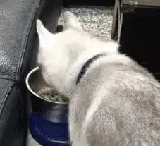 二哈挑食不吃狗粮,主人一招让它乖乖听话
