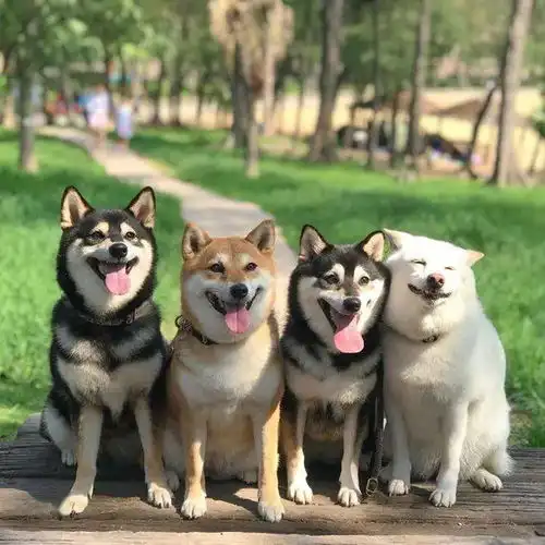 柴犬因不断的毁灭集体照而风靡一时
