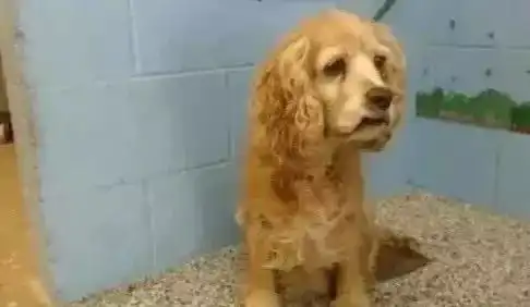 比虐狗更残忍的是假装给它幸福
