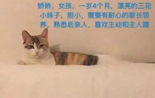 天使找家猫咪篇11.10
